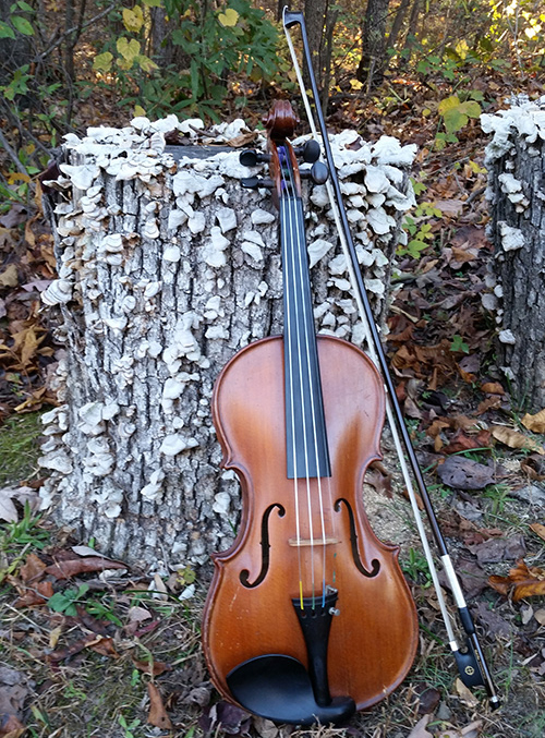 Violin on log Violin on log